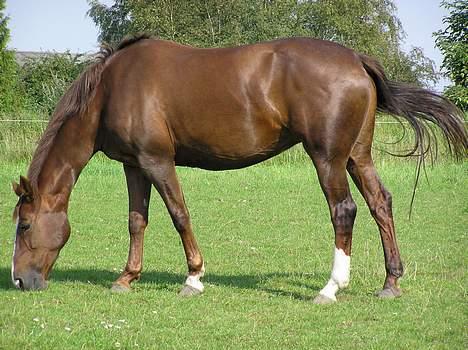 Dansk Varmblod Citrus. Solgt (2006) billede 8