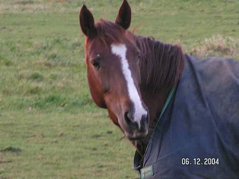 Dansk Varmblod Citrus. Solgt (2006) billede 9