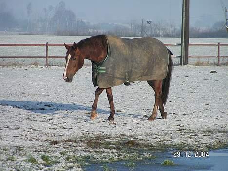 Dansk Varmblod Citrus. Solgt (2006) billede 10