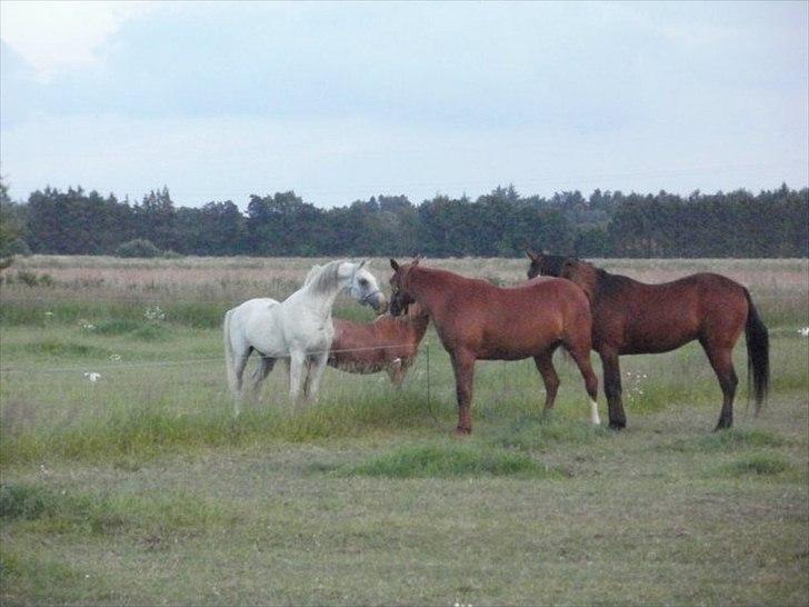 Traver Dream Haldbak billede 7