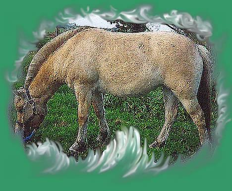 Fjordhest Fjella *solgt* - lemetex trense sælges billede 4