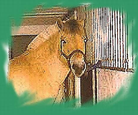 Fjordhest Fjella *solgt* billede 5