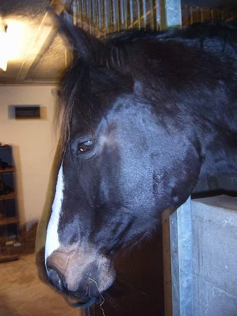 Trakehner Katuska/ †aflivet† - et protræt billede.. A mig... billede 7