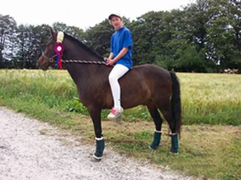 Anden særlig race Picasso - Her sidder jeg på Picasso efter et stævne, han er lige kommet ud af traileren ! Vi vandt en sløjfe i ULE og en 2. plads i LE billede 1