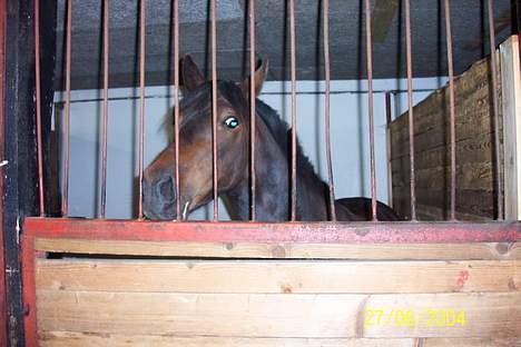 Anden særlig race Picasso - Picasso i boks fra sommeren 2004 på Sindbjrg ridelejr billede 3