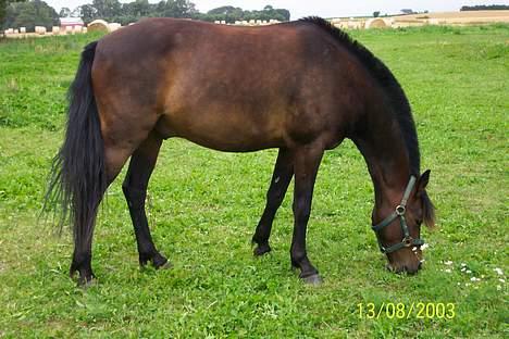 Anden særlig race Picasso - Picasso på sommergræs (: billede 5