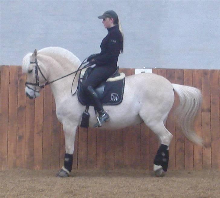 Fjordhest Heebølls Tiny * SOLGT - Tiny I parade. (Salgsfoto)  billede 5
