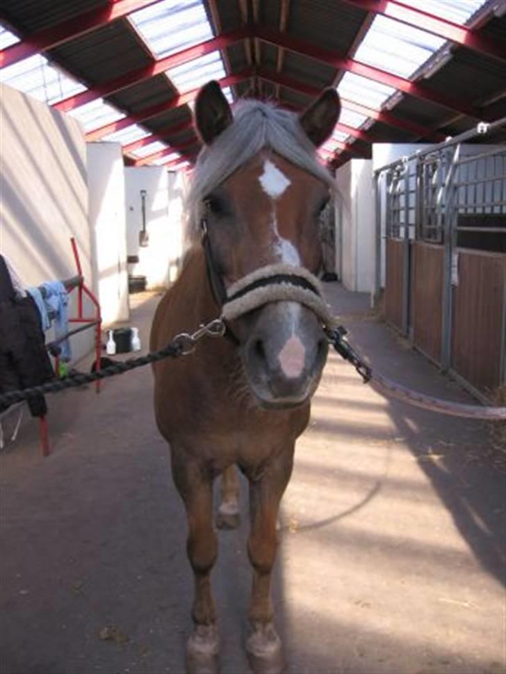 Haflinger Columbine - død - You are the apple of my eye. billede 1
