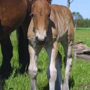 Belgier Anya af Søbjerg (død)