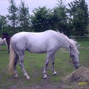 Lipizzaner Lipi/ Solgt