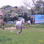 Lipizzaner Lipi/ Solgt