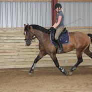 Holstener Dyval [12/3-03 -- 5/7-11]