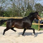 Anden særlig race Charlie 