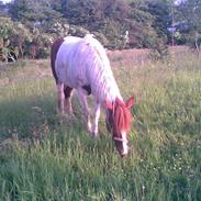 Pinto Lucky  SunDance