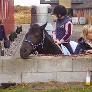 Connemara Blackie