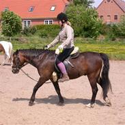 Welsh Pony (sec B) Horsegate Miller