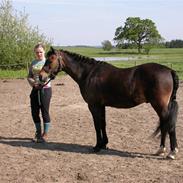 Welsh Pony (sec B) Horsegate Miller