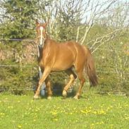 Anden særlig race Royal