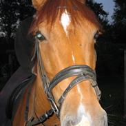 Frederiksborg Ariston Prinz S. Død 31/1