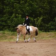 Fjordhest Justmindes Selma