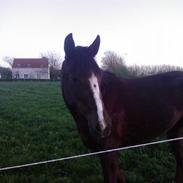 Traver BakkegårdensMoonlight