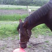 Traver BakkegårdensMoonlight