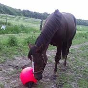 Traver BakkegårdensMoonlight