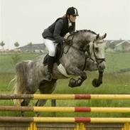 Hollandsk Varmblod Cwustaretto z