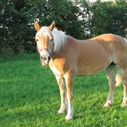 Haflinger Heidi - Willy