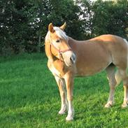 Haflinger Heidi - Willy