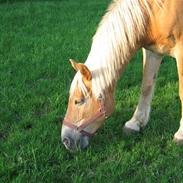 Haflinger Heidi - Willy