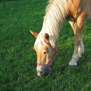 Haflinger Heidi - Willy