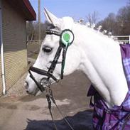 Arabisk fuldblod (OX) Ali Bell