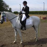 Arabisk fuldblod (OX) Ali Bell