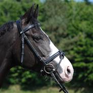 Dansk Varmblod Nelly (SOLGT)