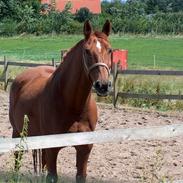 Anden særlig race Diva