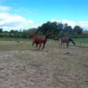 Anden særlig race Diva