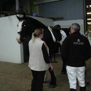 Shire LUBO HARMONIA AF SMÅFOLKE