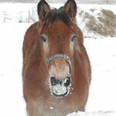 Belgier Anya af Søbjerg (død)