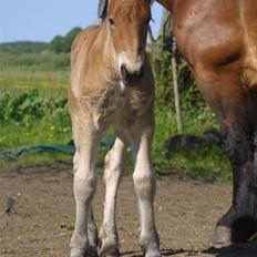 Belgier Anya af Søbjerg (død)