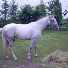 Lipizzaner Lipi/ Solgt