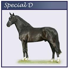 Hollandsk Varmblod Zoran