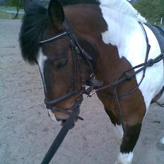 Pinto Bilgrådens Kasmir