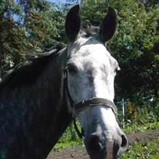 Holstener Zeênia - engang helpart