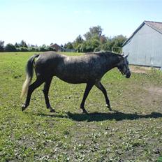 Holstener Zeênia - engang helpart