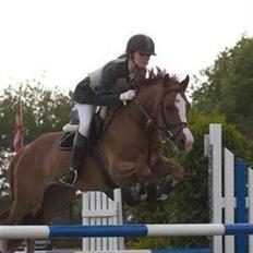 Welsh Cob (sec D) Brynithon Brenhinol Magic