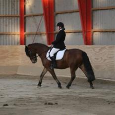 Anden særlig race Tordenskjold *Buller-basse*