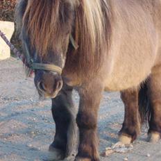 Shetlænder Christian