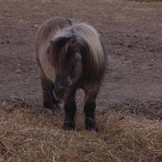 Shetlænder Christian