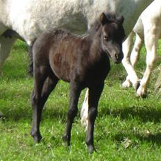Anden særlig race Ariel (Solgt)